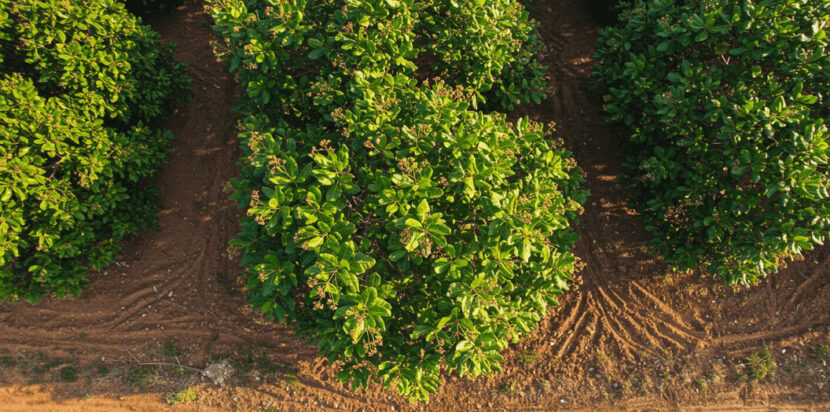 Plant Trees